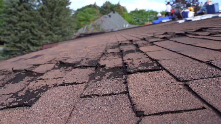 Best Roof Insulation Installation  in Newport, MN